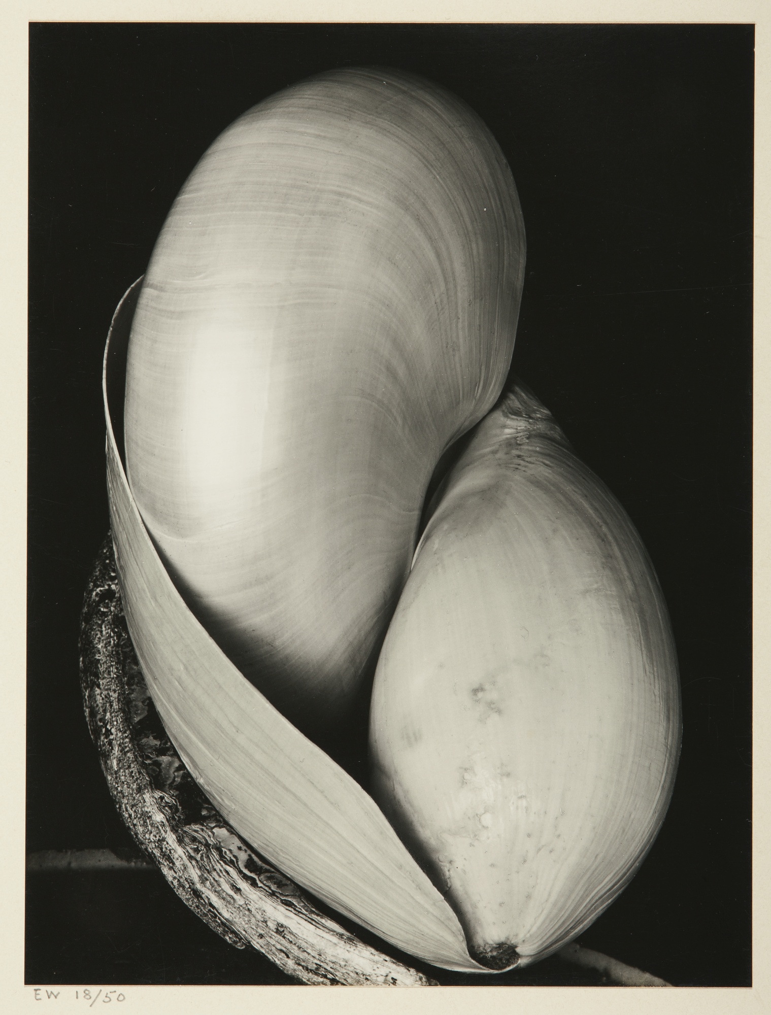WESTON’S WESTONS　Edward Weston Edward Weston Photography | Holden Luntz Gallery